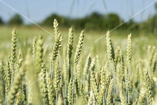 Ears of wheat in the field