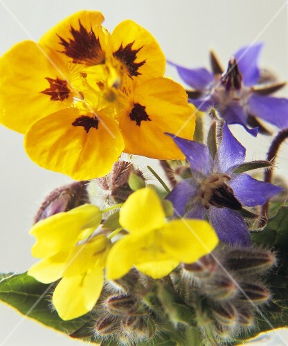 Colourful spring flowers