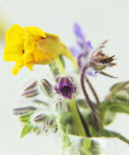 Colourful spring flowers