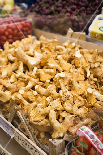 Frische Pfifferlinge in Steige auf dem Markt