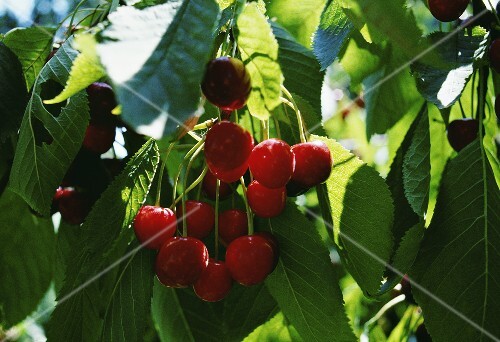 Cherries Growing on a Tree
