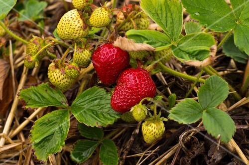 Strawberries Growing Outdoors