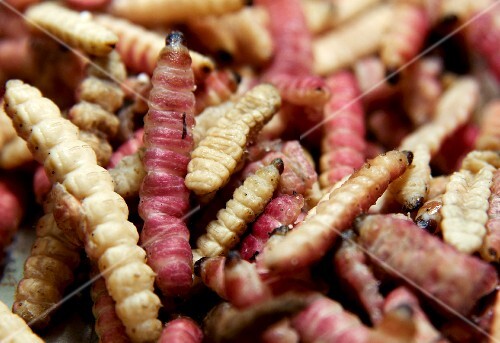 Maguey Worms