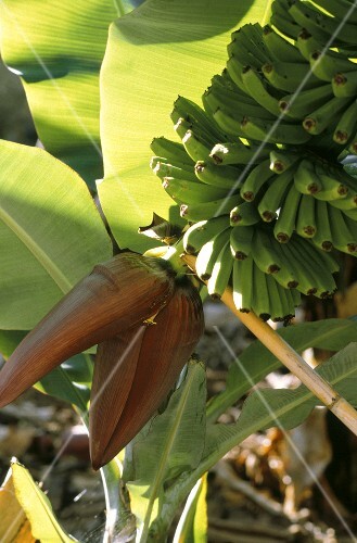 Tree Full of Bananas