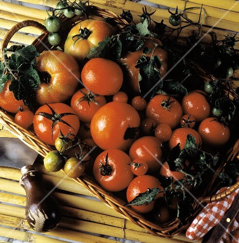 A Basket of Fresh Tomatoes; Wet