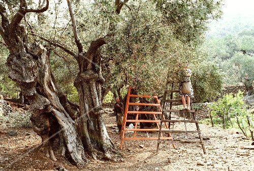 A Man Harvesting an Olive Tree