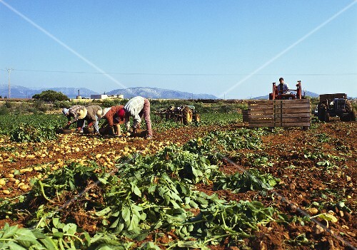 Field workers picking potatoes; Majorca; Spain (1)