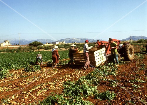 Field workers picking potatoes; Majorca; Spain (3)