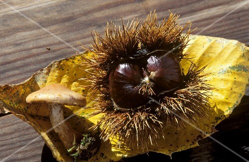 A sweet chestnut opened and with shell lying on a leaf