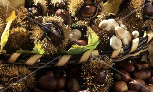 Basket of sweet chestnuts