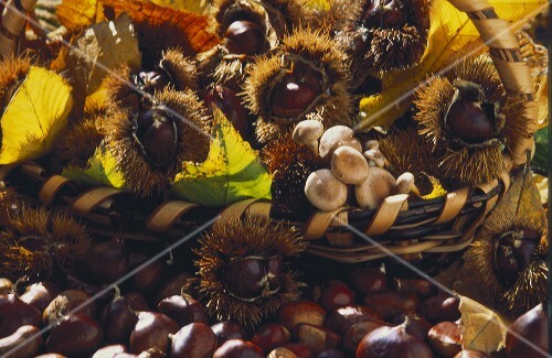 Whole and Shelled Chestnuts in and Around a Basket