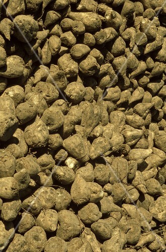 Freshly harvested sugar beet in a heap