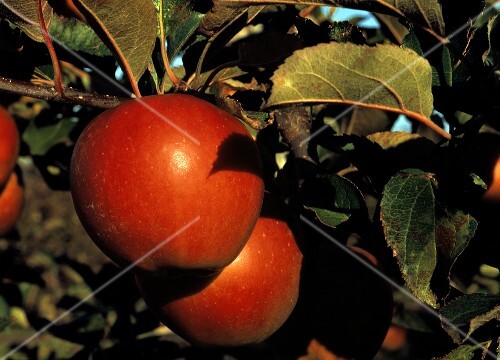 Empire Apples in a Tree
