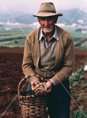 Man in a Potato Field Holding Potatoes