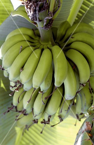 Frische grüne Bananenstauden am Baum