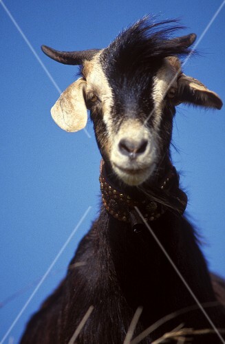 A Single Goat