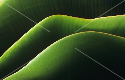 Bananas leaves lying on top of each other