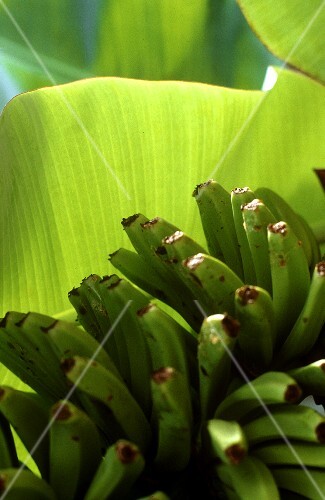 Green bananas on the tree