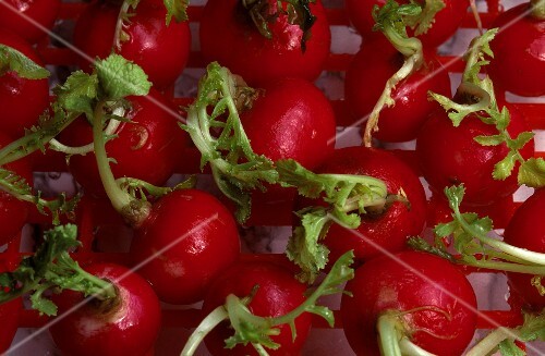Freshly washed radishes