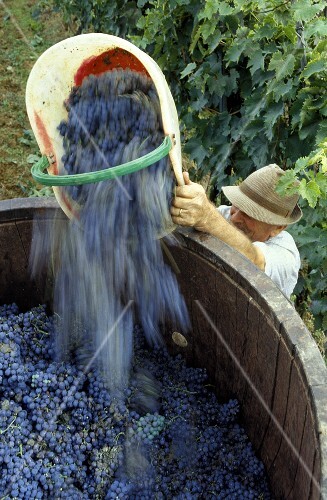 Grape Harvest in Chianti