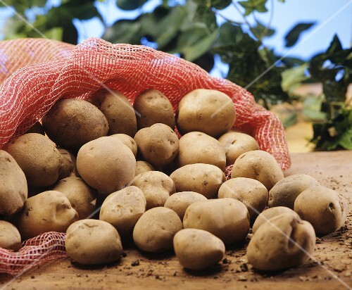 Potato sack with potatoes from Venezuela (spilling out)