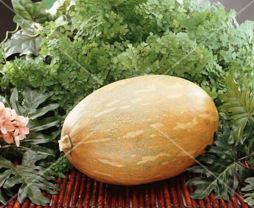 Auyama (Cucurbita moschata) S. American squash variety