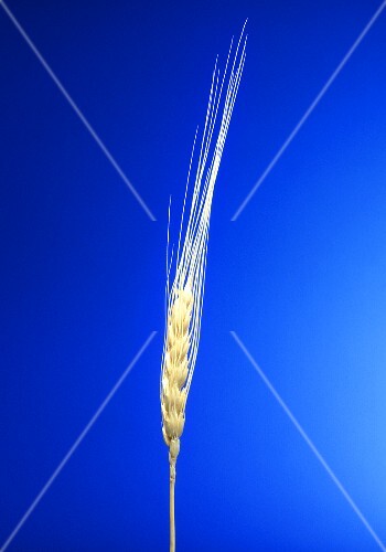 Ears of barley against blue background