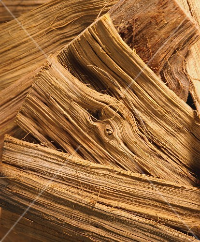 Uña de gato (Uncaria tomentosa, detail, S. America)