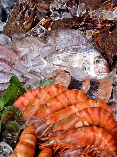 Restaurant display: prawns, salmon, sea bream, langoustes (1)
