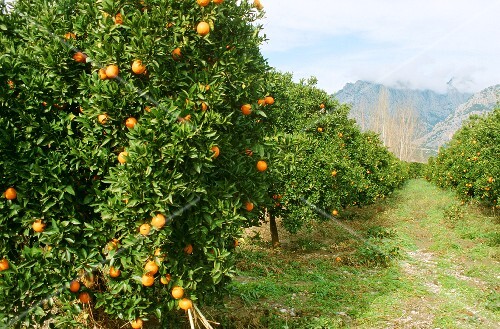 A Large Orange Tree