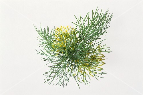 Fresh dill with flowers (1)