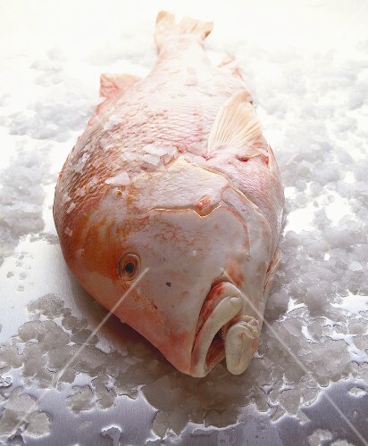 Red emperor with crushed ice