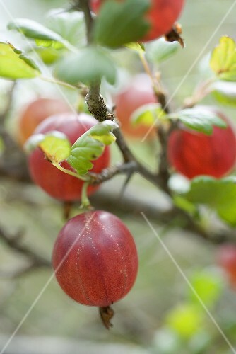 Rote Stachelbeeren am Strauch