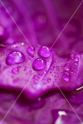 Red cabbage with drops of water (detail)