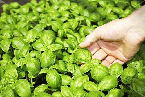 Hand touching basil leaves