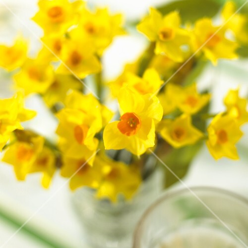 Vase of yellow narcissi on Easter table