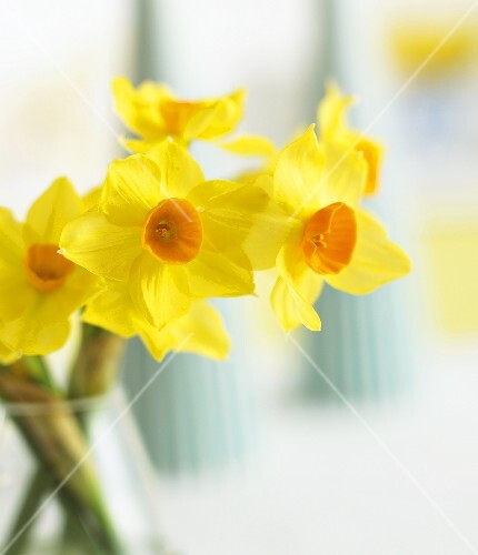 Yellow narcissi in vase (close-up)