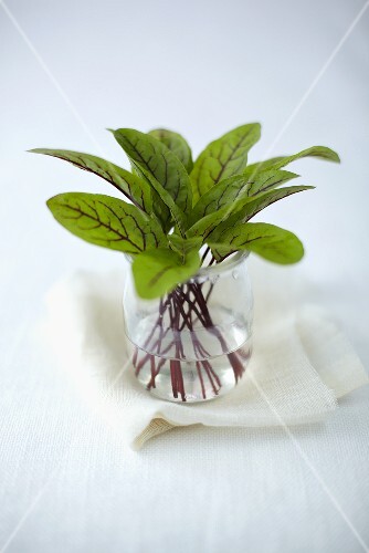 Babymangold in Wasserglas