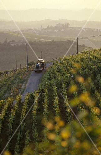 Vineyard near Castiglione Tinella, Asti, Piedmont, Italy