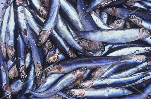 Sardinen auf dem Markt in Aix-en-Provence, Frankreich