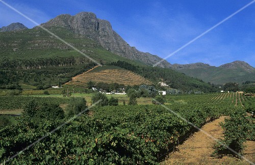 dornier wine estate