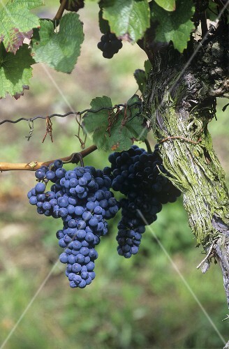 Mencia-Trauben am Rebstock