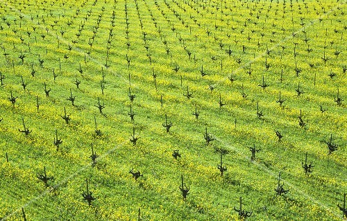Ökologischer Weinbau (Senfblüten zwischen Rebzeilen)