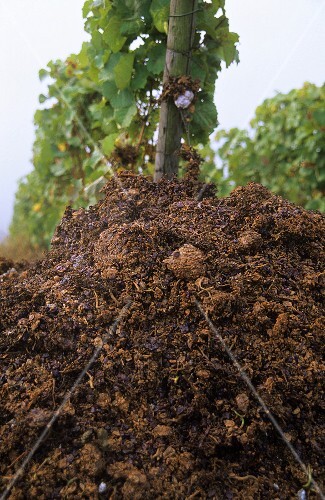 Trester im Weinberg zur Kultivierung von Hefekulturen