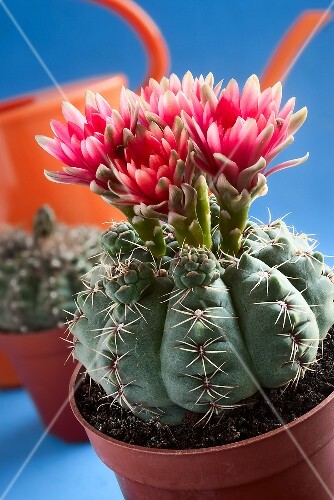 Dwarf chin cactus from South America (Gymnocalycium baldianum)
