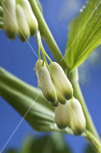 Scented Solomon's seal (Polygonatum odoratum)