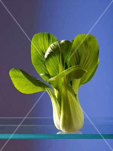 Frischer Paksoi
