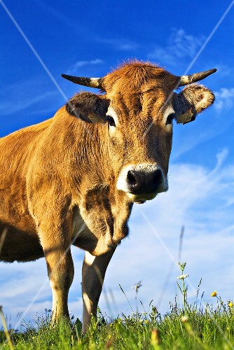 Aubrac Rind auf der Weide