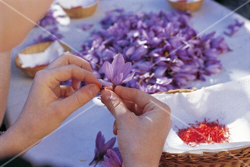 Taking saffron threads from a crocus
