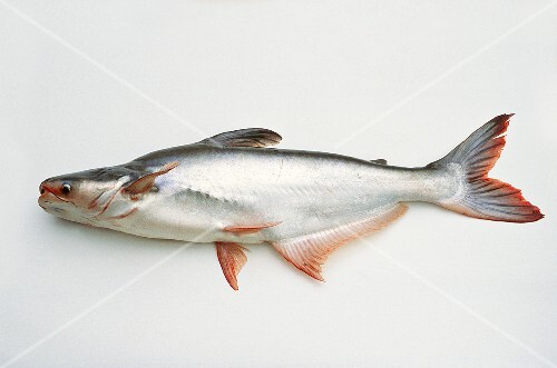 Pangasius